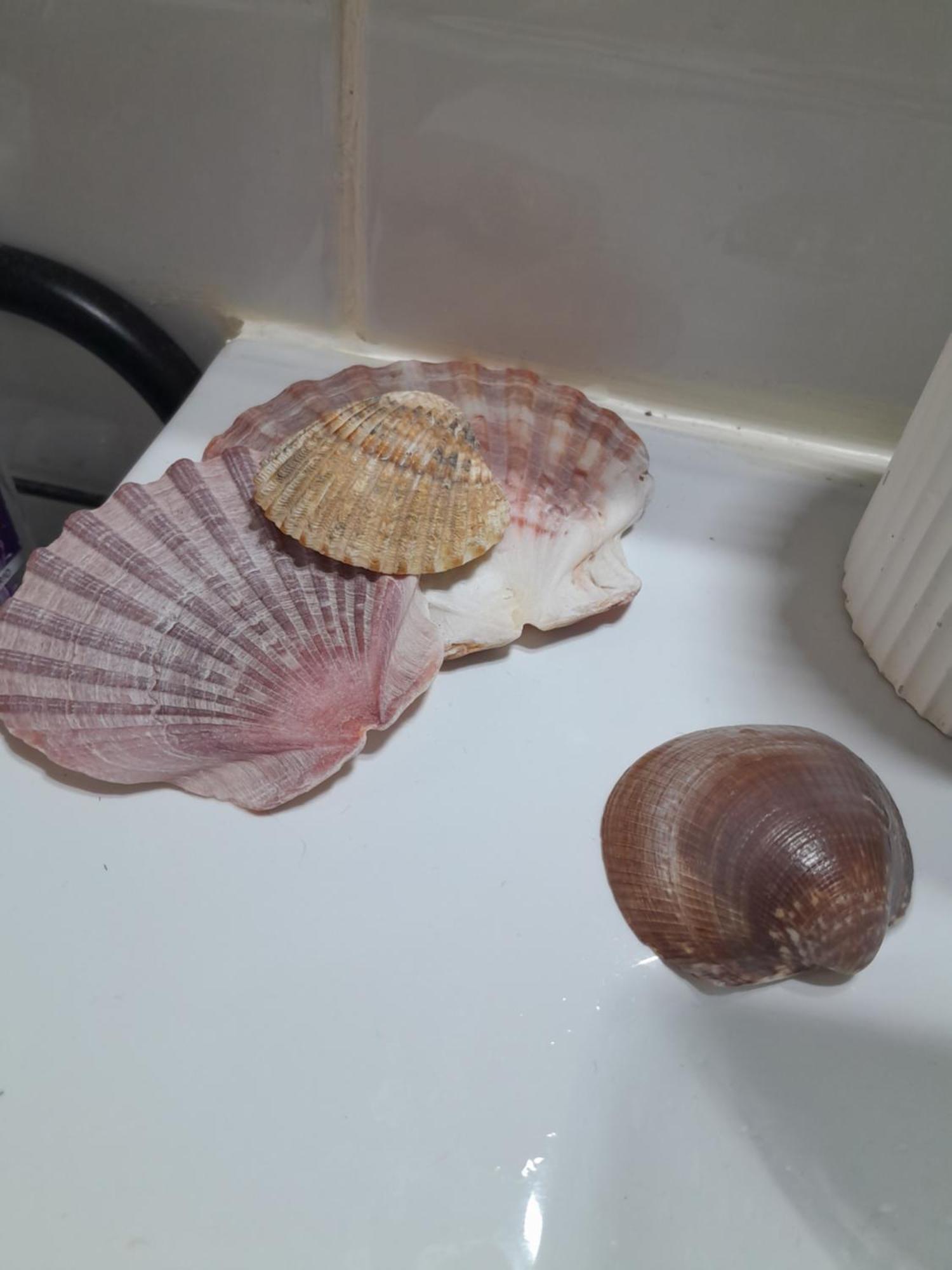 Gemuetliches Zimmer "Gold" Fuer 2 Personen Und Katzenliebhaber Valencia Kültér fotó